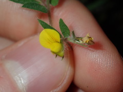 Lotus suaveolens