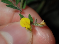 Lotus suaveolens