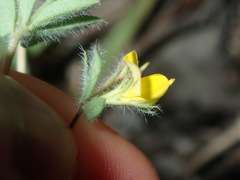 Lotus suaveolens