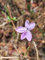 Oplonia
