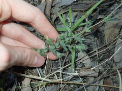 Lotus suaveolens