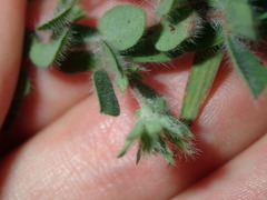 Lotus suaveolens