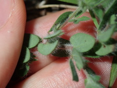 Lotus suaveolens