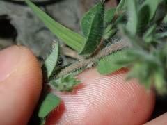 Lotus suaveolens