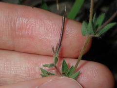 Lotus suaveolens