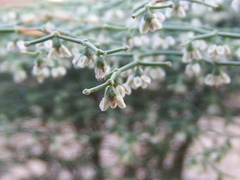 Eriogonum rixfordii