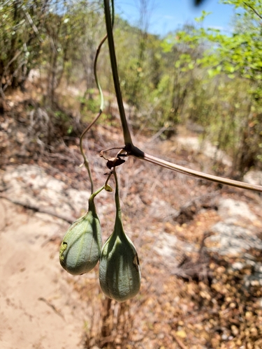 Aristolochia image