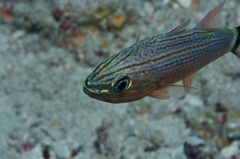 Cheilodipterus lachneri