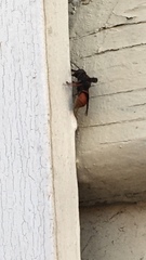 Polistes humilis humilis