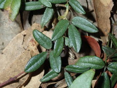 Desmodium varians