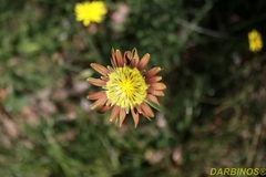 Tragopogon crocifolius