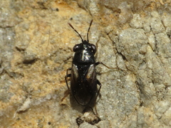 Geocoris lineolus