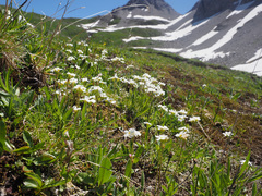 Androsace obtusifolia