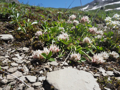 Trifolium thalii