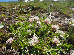 Trifolium thalii