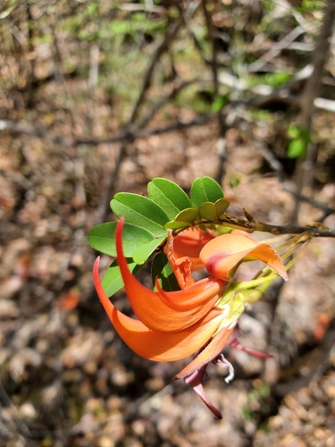Chadsia versicolor