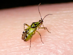 Setocoris