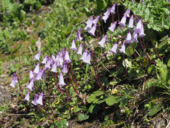 Soldanella pusilla