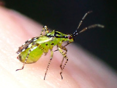 Setocoris