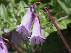 Soldanella pusilla