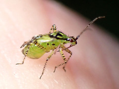 Setocoris