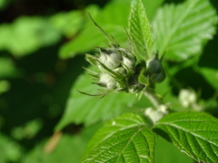 Rubus leucostachys