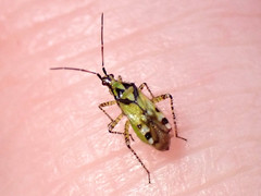 Setocoris