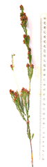 Passerina obtusifolia