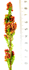 Passerina obtusifolia
