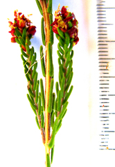 Passerina obtusifolia