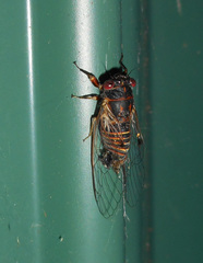 Popplepsalta notialis