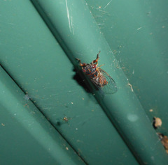 Popplepsalta notialis