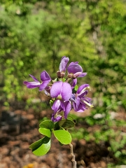 Vaughania depauperata