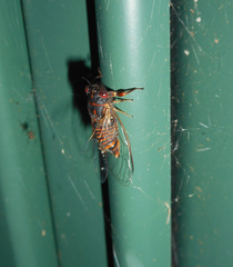 Popplepsalta notialis