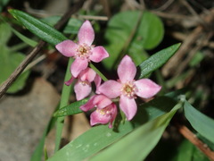Cyanothamnus polygalifolius