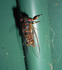 Popplepsalta notialis