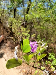 Vaughania depauperata