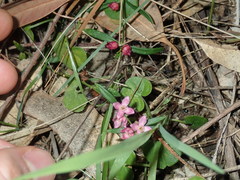 Cyanothamnus polygalifolius