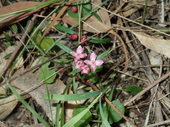 Cyanothamnus polygalifolius