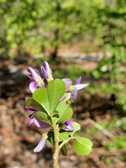 Vaughania depauperata
