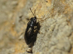 Geocoris lineolus