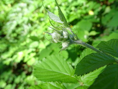 Rubus leucostachys