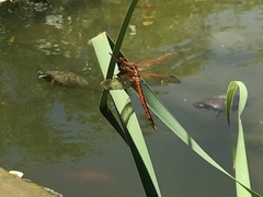 Libellula needhami
