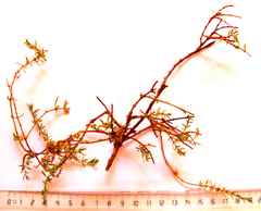 Pollichia campestris