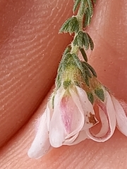 Aspalathus submissa