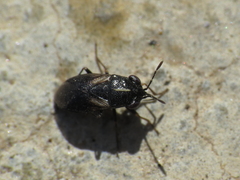 Geocoris lineolus