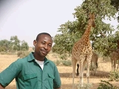Giraffa camelopardalis peralta