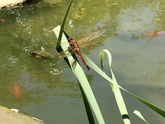 Libellula needhami