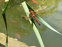 Libellula needhami