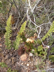 Cheilanthes contracta